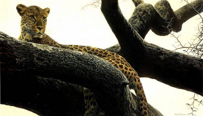 Safari 02 Leopard Robert Bateman sqs. Bateman, 
