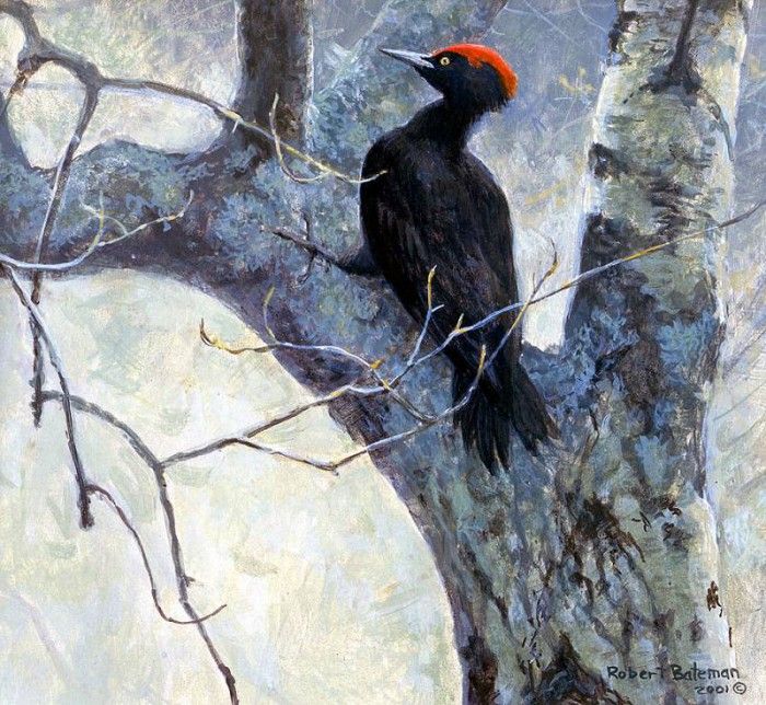 Birds 60 Black Woodpecker, 2001 Robert Bateman sqs. Bateman, 
