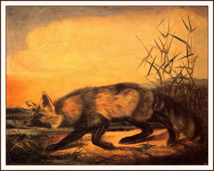 bs-na- Audubon- Jackal Fox. Audubon,  