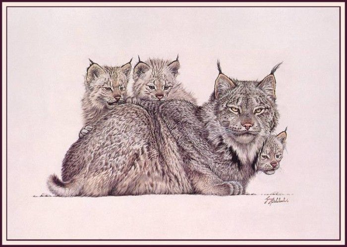 bs-na- Guy Coheleach- Lynx Family. Coheleach, 