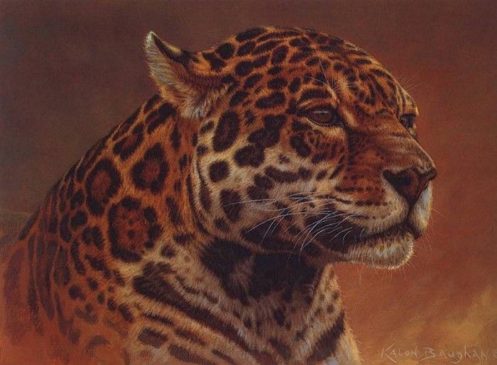 lrs Baughan Kalon Jaguar Portrait. Baughan, 