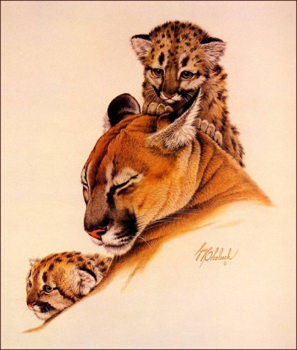 bs-na- Guy Coheleach- Cougar And Cubs. Coheleach, 