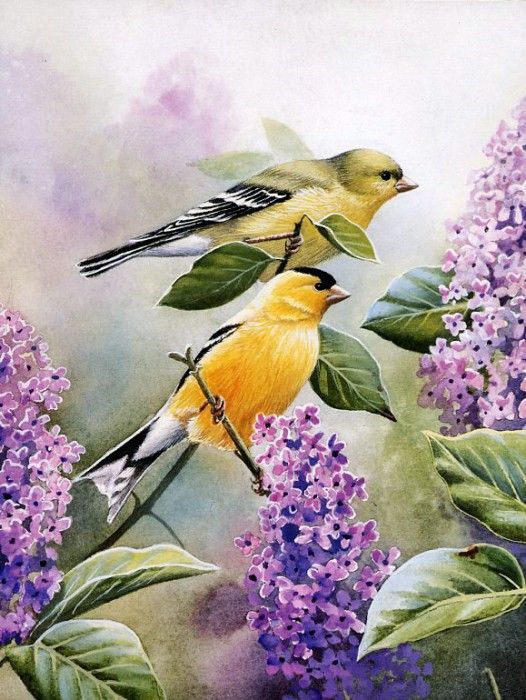 Susan Bourdet - Goldfinch and Lilacs, De. Bourdet, 