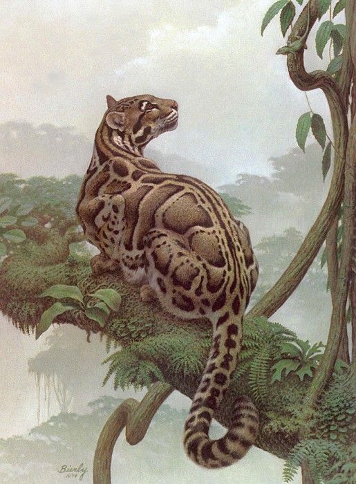 lrs Bierly Edward Clouded Leopard. Bierly, 
