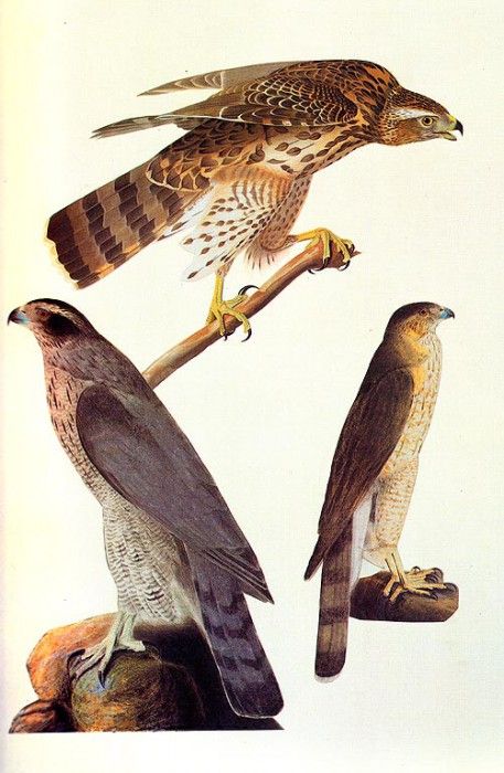 jja 0004 Goshawk and Coopers Hawk 1810 sqs. Audubon,  