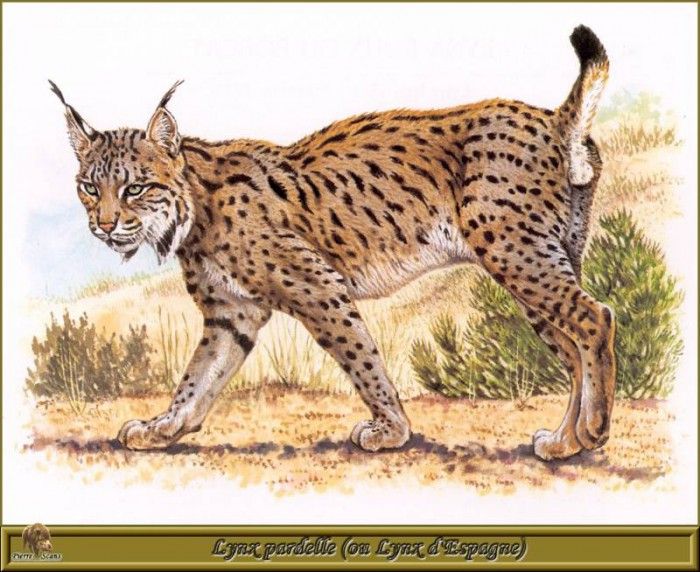 PO pfrd 060 Lynx pardelle ou Lynx dEspagne. Dallet, 