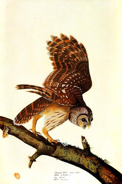 jja 0012 Barred Owl about 1821 sqs. Audubon,  