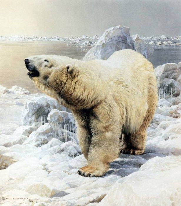 kb Brenders-Polar Bear. Brenders Karl