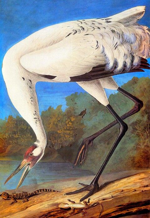jja 0005 Whooping Crane late 1821 sqs. Audubon,  
