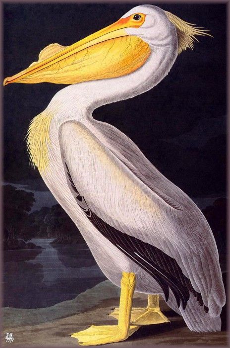 ma Audubon American White Pelican. Audubon,  