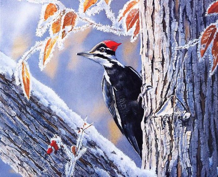 Bourdet, Susan - Pileated Woodpecker (end. Bourdet, 