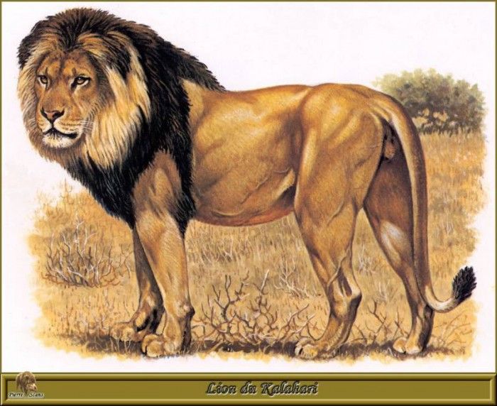 PO pfrd 044 Lion du Kalahari. Dallet, 