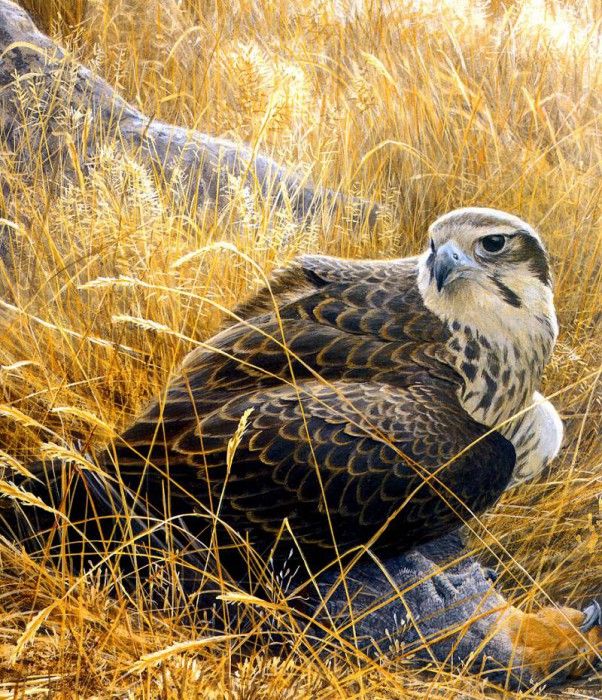 Birds 31 Prairie Falcon and Prey, 2001 Robert Bateman sqs. Bateman, 