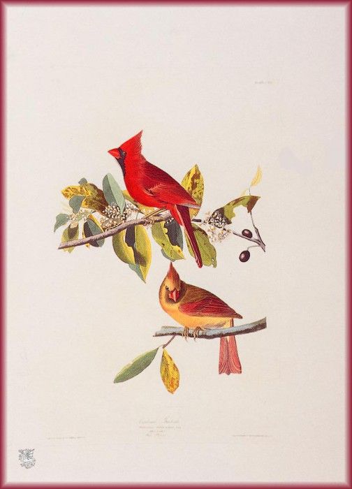 ma Audubon Cardinal. Audubon,  