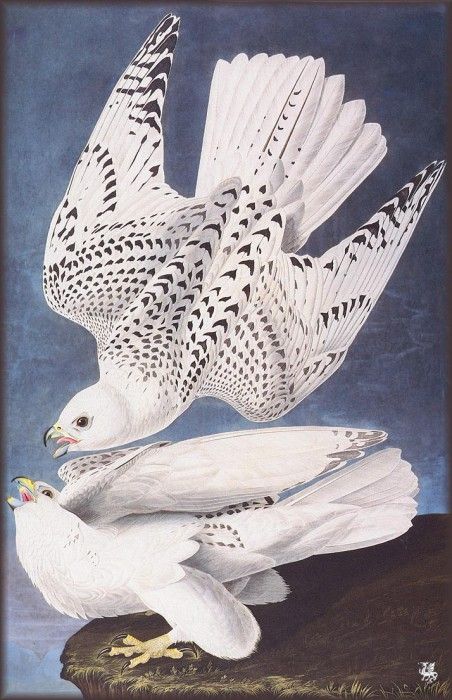 ma Audubon Falcon. Audubon,  