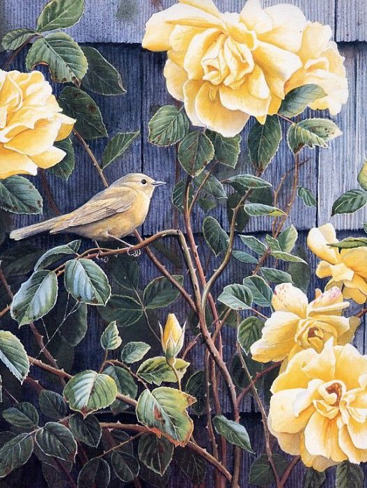 Susan Bourdet - Yellow Roses - Yellow Warbler. Bourdet, 