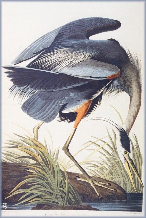 ma Audubon Great Blue Heron. Audubon,  