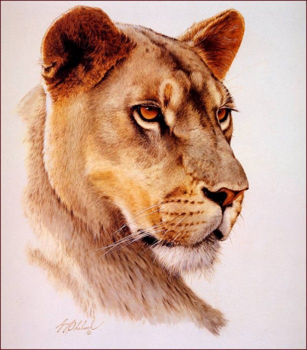 bs-na- Guy Coheleach- Lioness Head. Coheleach, 