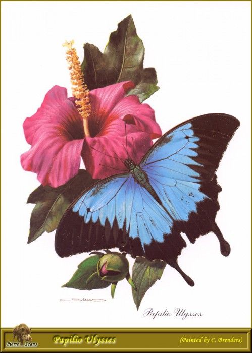 PO PButBr 40 Papilio Ulysses. Brenders Karl