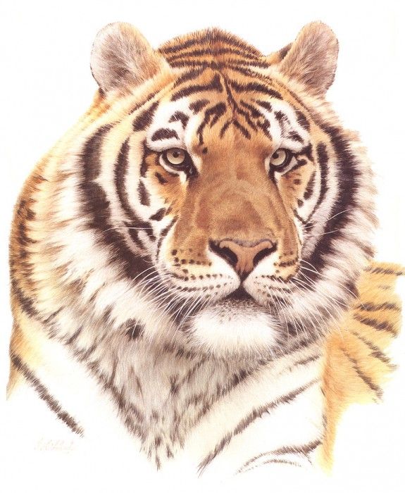 bs- Guy Coheleach- Siberian Tiger Head. Coheleach, 