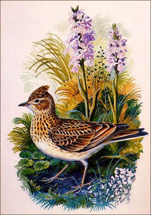 bs-na- Charles Tunnicliffe- Skylark. Tunnicliffe, 