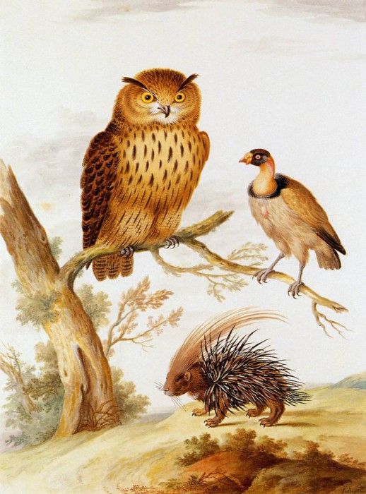 Bronhorst Johannes Owl vulture and hedgehog Sun. Bronkhorst, 