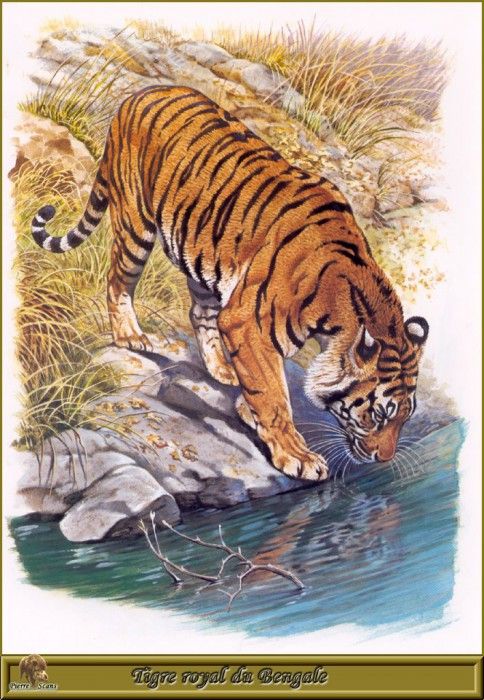 PO pfrd 003 Tigre royal du Bengale. Dallet, 