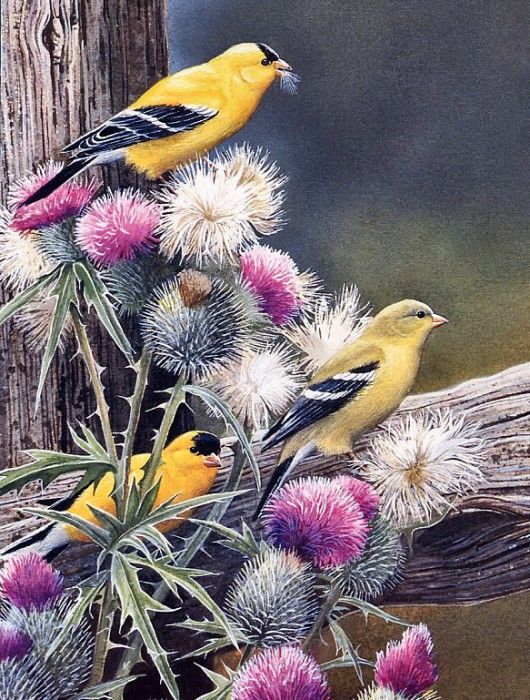 Susan Bourdet - Goldfinches and Bullthistle, De. Bourdet, 