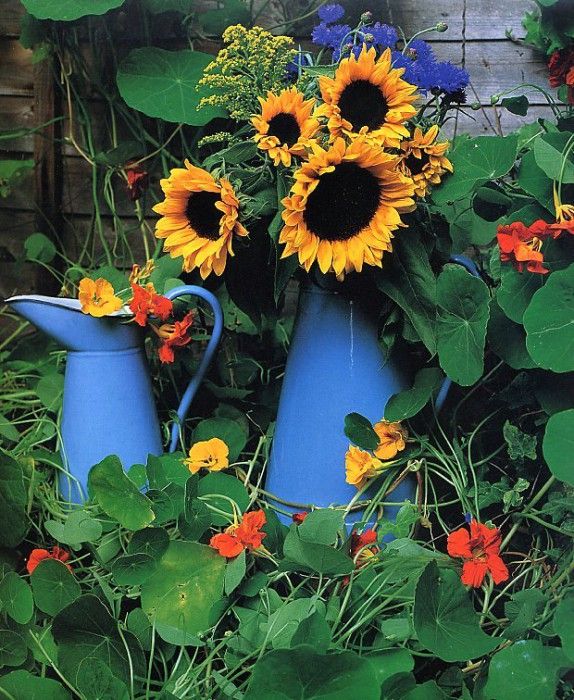 Lynne Brotchie - Summer Still Life with Sunflowers, De. Brotchie 