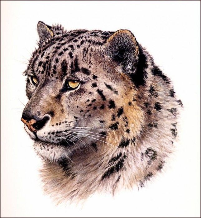 bs-na- Guy Coheleach- Snow Leopard Head. Coheleach, 