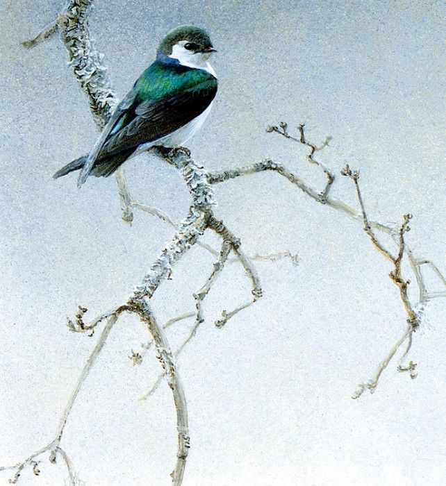 Birds 09 Violet-Green Swallow, 2001 Robert Bateman sqs. Bateman, 