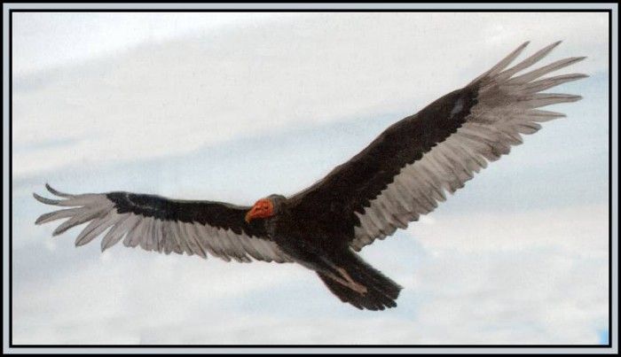 D50-AWE149-BR-Turkey Vulture 2. Bansemer, 