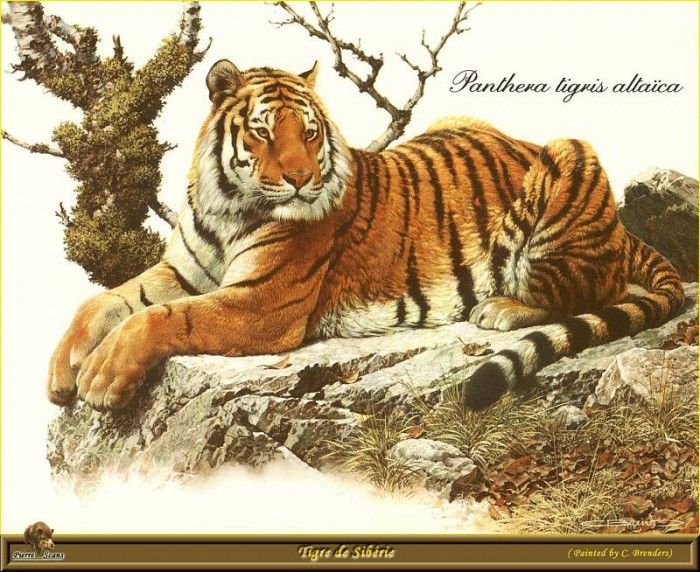 PO ppa 58 Tigre de Siberie. Brenders Karl