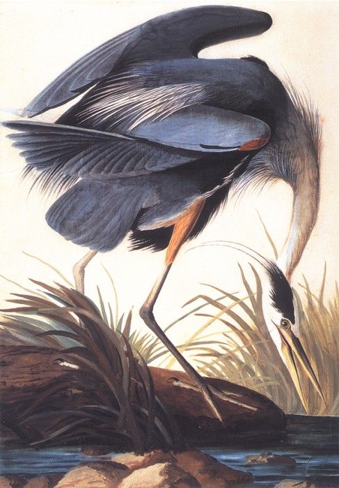 bs-ahp- John Audubon- Great Blue Heron. Audubon,  