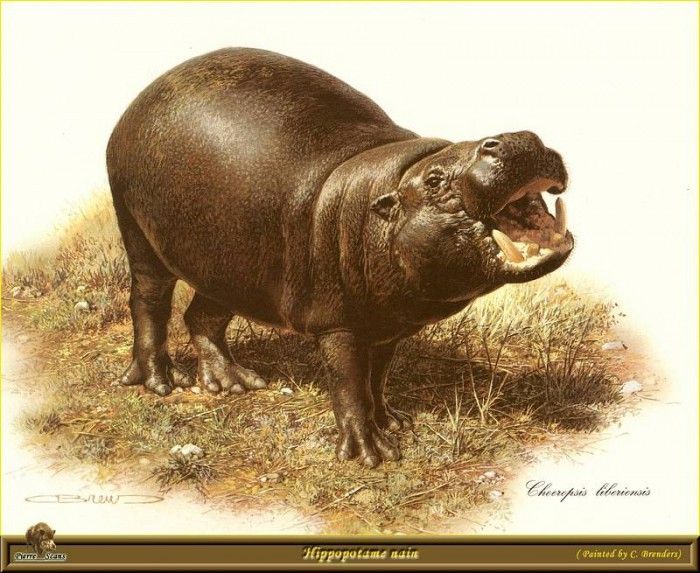 PO ppa 29 Hippopotame nain. Brenders, 