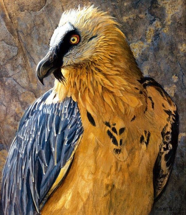 Birds 63 Lammergeier Vulture, 2001 Robert Bateman sqs. Bateman, 