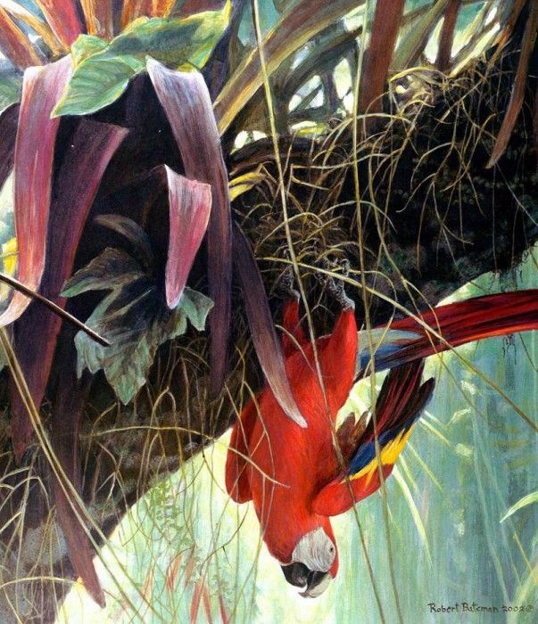 Birds 54B Tropical Canopy--Scarlet Macaws, 2001 Robert Bateman sqs. Bateman, 