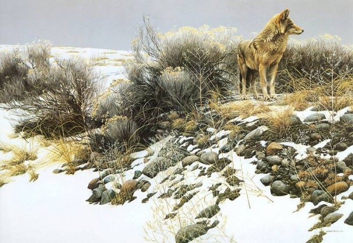 kb Bateman Coyote in Winter Sage. Bateman, 