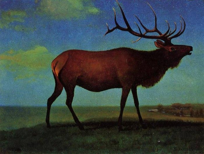 Bierstadt Albert Elk. , 