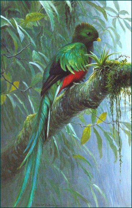 lrsBatemanRobert-Quetzal. Bateman, 