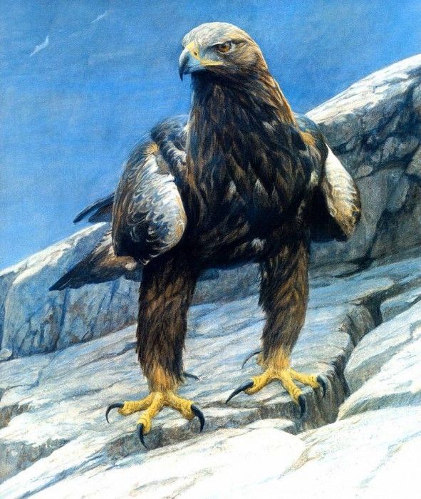 Birds 19 Golden Eagle in the Rockies, 2001 Robert Bateman sqs. Bateman, 