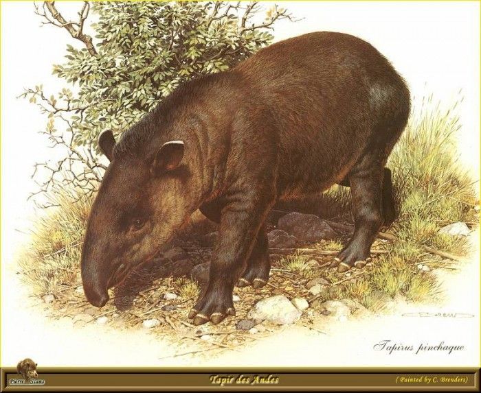 PO ppa 57 Tapir des Andes. Brenders, 