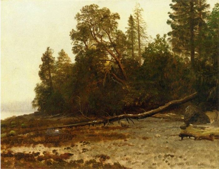 Bierstadt Albert The Fallen Tree. , 