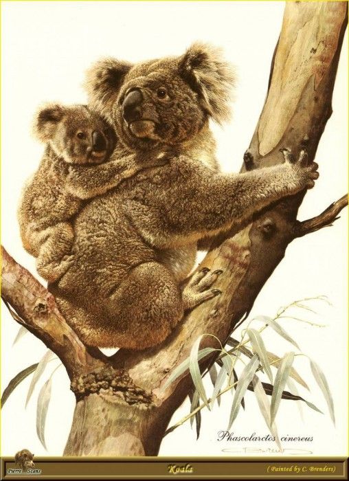 PO ppa 26 Koala. Brenders, 