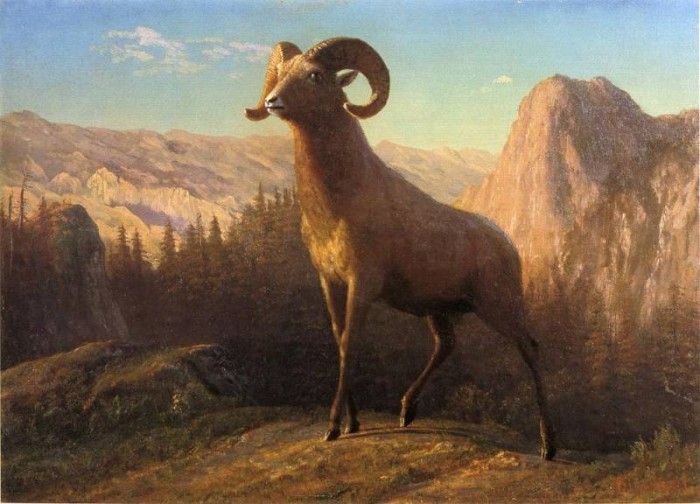 Bierstadt Albert A Rocky Mountain Sheep Ovis Montana. , 