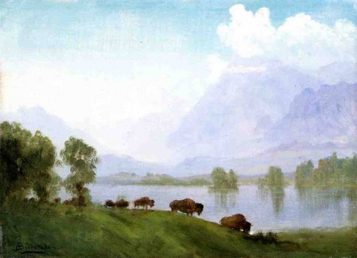 Bierstadt Albert Buffalo Country. , 