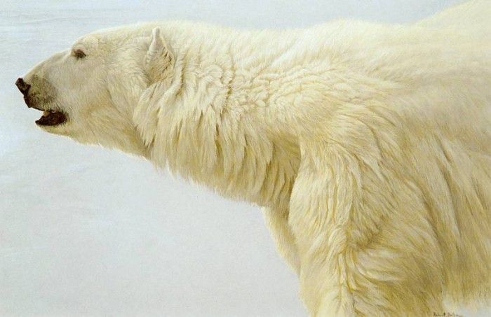 kb Bateman Polar Bear Profile. Bateman, 