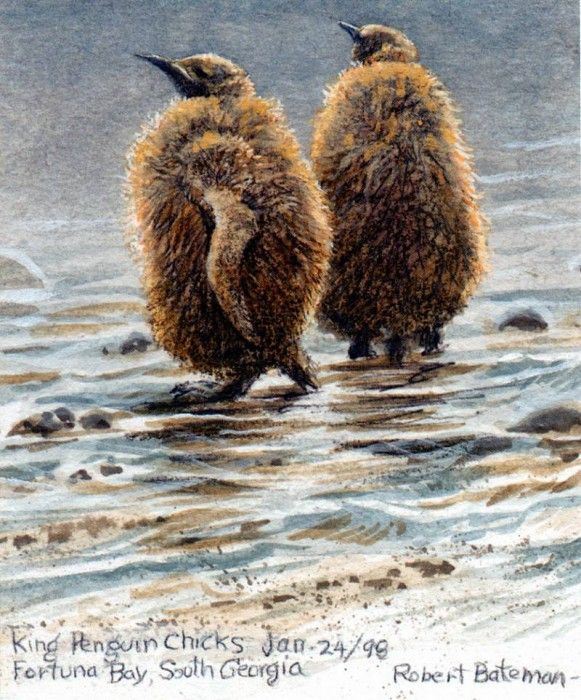 Birds 72 King Penguin Chicks, 1998 Robert Bateman sqs. Bateman, 