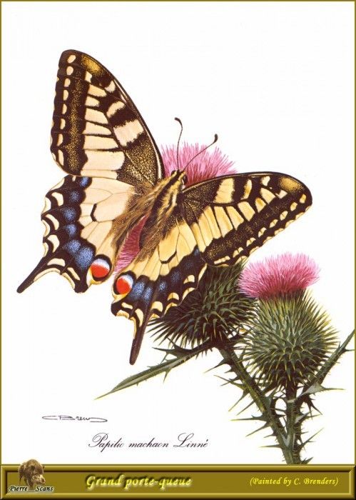 PO PButBr 01 Papilio Machaon. Brenders, 