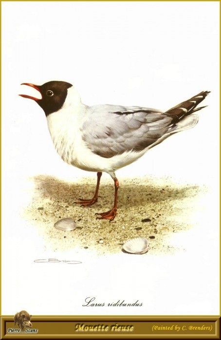 PO pbb 44 Mouette rieuse. Brenders, 